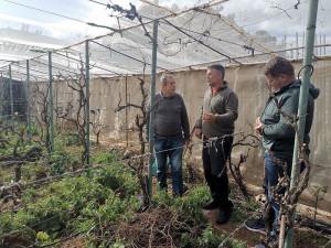 Ag�imes asesora a los viticultores para garantizar la calidad de la vendimia   