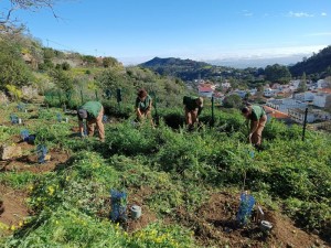 El Cabildo planta casi 3.000 �rboles a trav�s del programa Fomento para el Empleo 2025