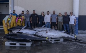 Arguinegu�n abre la campa�a con la primera descarga de at�n rojo en Gran Canaria