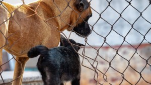 Hablemos AHORA denuncia la desaparici�n de la Unidad de Bienestar Animal de San Bartolom� de Tirajana.