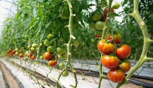 La solicitud de la IGP �Tomate Canario� progresa hacia Bruselas tras superar la primera fase 