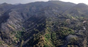 Canarias en alerta por riesgo de incendio forestal a toda la provincia occidental y Gran Canaria