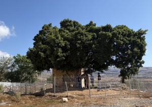 Urbanismo ordena el vallado de la Casa del Mato en El Tablero 