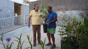 Mog�n reparte 100 plantones de atemoya a los agricultores 