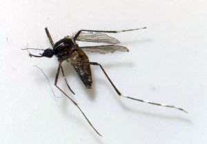 Sanidad detecta en Mog�n ejemplares del mosquito Aedes albopictus 