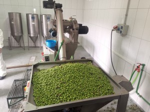 La almazara de Ag�imes recibe m�s de 2.700 kilos de aceitunas en el inicio de la producci�n 