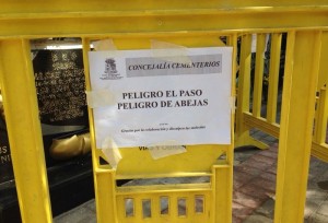 Ha dicho enjambre de abejas?