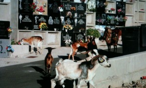 A vueltas con el rebao de cabras